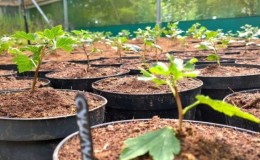 How to properly propagate gooseberries in summer by cuttings: a step-by-step guide