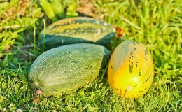 How to grow a pumpkin