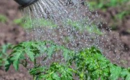 How to feed tomatoes with boric acid, iodine and ash: prepare the solution and add it correctly