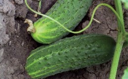 What kind of soil do cucumbers like and how to properly process it before and after planting