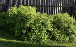Where is the best place to plant honeysuckle: in the shade or in the sun, and by what other criteria to choose a place