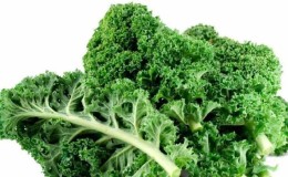 Kale cabbage - what kind of plant is it and what it looks like