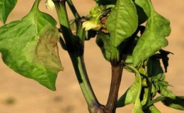 Measures to combat fusarium wilt of pepper and prevent the occurrence of the disease