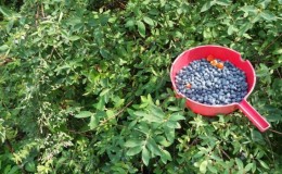 Features of caring for honeysuckle after harvest in July