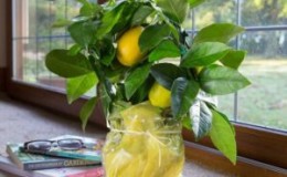 Why indoor lemon leaves turn yellow and fall