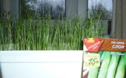 Features of growing onions from seeds