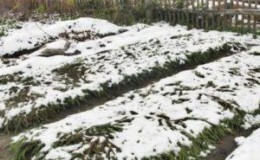 We save the harvest from the cold: how to cover garlic for the winter, how and when to do it right