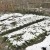 We save the harvest from the cold: how to cover garlic for the winter, how and when to do it right