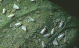 How to get rid of a whitefly in a greenhouse on cucumbers: the most effective methods of control and prevention