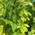 Raspberry leaves turn yellow in summer: what to do and why it happens