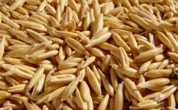 What is feed oats and features of its cultivation