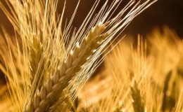 What are the varieties of rye: sowing, winter and other varieties