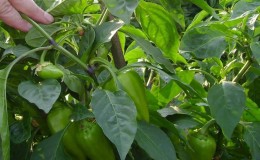 How to accelerate the ripening of peppers in a greenhouse: the best ways and life hacks for experienced summer residents