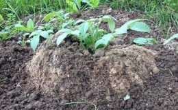 Growing potatoes according to the Chinese method