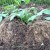 Growing potatoes according to the Chinese method