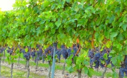Step-by-step guide to properly preparing grapes for winter
