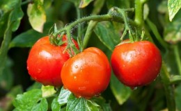 Early ripe, high-yielding and versatile tomato