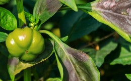 Why did the peppers turn purple: we determine the cause and effectively fight it