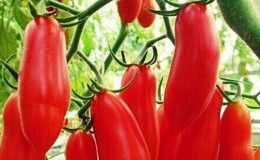 Unusual fruit with the original name: