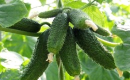 The best self-pollinated cucumber varieties for pickling and canning