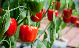 The best hybrids and varieties of peppers for polycarbonate greenhouses