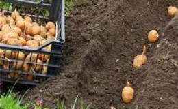 Step-by-step recommendations: how to grow potatoes from A to Z