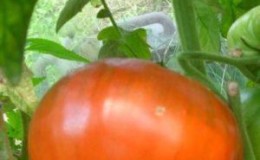 Delicious tomato for lovers of large fruits: tomato 