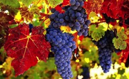 Proven ways to keep grapes for the winter at home