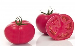 A hybrid produced by Japanese breeders - the Pink Impression tomato and the nuances of its cultivation