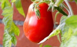 A mid-season variety with a pleasant taste and powerful bushes - tomato