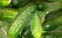 What are good and how to properly grow 
