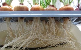 Features of growing onions in hydroponics
