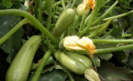 Domestic and imported bush marrow varieties: the most popular representatives and their features