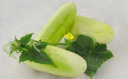 The favorite of many summer residents is the White Angel cucumber variety with an unusual appearance and pleasant taste.
