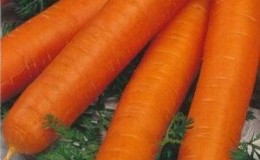 High-yielding Romos carrot with strong immunity