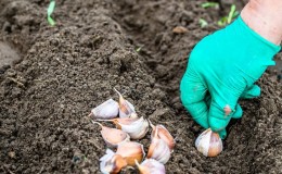 How to properly plant garlic in spring