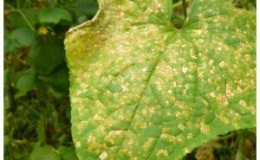 Yellow spots appeared on the leaves of cucumbers: what to do to save the harvest