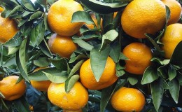 How to save tangerines from worms and disease