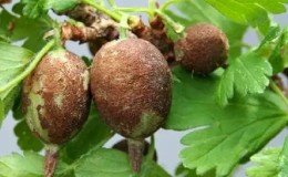 What to do if the gooseberry berries are covered with a brown bloom, how to save the harvest