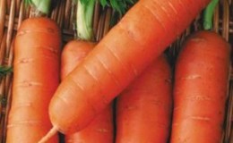 Mid-late Autumn King Carrot