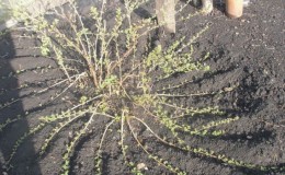 How gooseberries reproduce - all ways