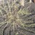 How gooseberries reproduce - all ways
