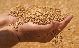What is feed wheat and where is it used