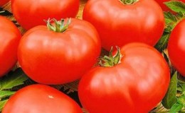 An unpretentious, but very tasty tomato variety 