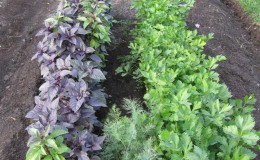 Vegetable garden all year round: is it possible to plant basil before winter and how to do it right