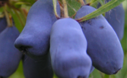 Early ripe honeysuckle variety