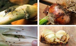 How to get rid of onion gnats