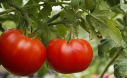 Universal, high-yielding, early ripening tomato