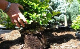 Planting and caring for honeysuckle outdoors