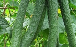 How to care for Chinese miracle cucumbers to get a great harvest?